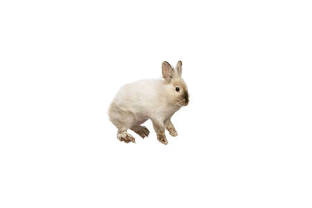 Portrait of charming, furry cute rabbit posing isolated on white studio background. Concept of domestic animal life, pets, friend, happy easterの写真素材