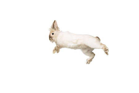 Portrait of charming, furry cute rabbit posing isolated on white studio background. Concept of domestic animal life, pets, friend, happy easterの写真素材