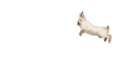 Portrait of charming, furry cute rabbit posing isolated on white studio background. Concept of domestic animal life, pets, friend, happy easterの写真素材