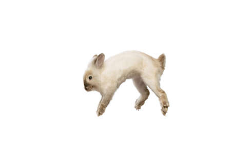 Portrait of charming, furry cute rabbit posing isolated on white studio background. Concept of domestic animal life, pets, friend, happy easterの写真素材