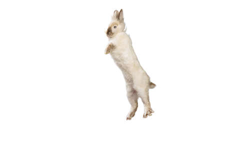 Portrait of charming, furry cute rabbit posing isolated on white studio background. Concept of domestic animal life, pets, friend, happy easterの写真素材