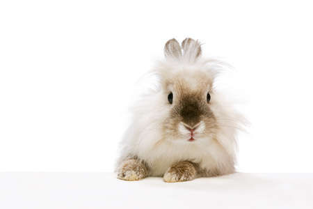 Close-up portrait of charming, furry cute rabbit posing isolated on white studio background. Concept of domestic animal life, pets, friend, happy easterの写真素材