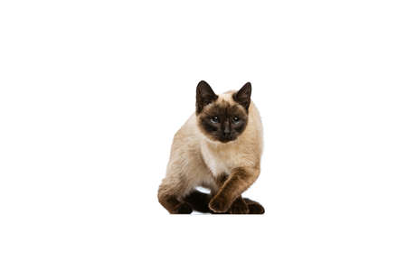 Full-length portrait of charming Thai cat with blue eyes posing isolated on white studio background. Concept of domestic animal life, pets, actionの写真素材