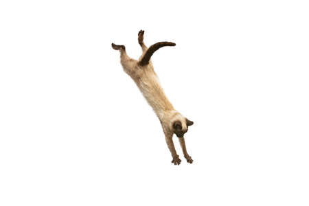 Studio shot of small Thai cat with blue eyes jumping down isolated on white studio background. Concept of domestic animal life, pets, actionの写真素材