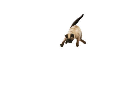 Portrait of cute Thai cat with blue eyes jumping, flying isolated on white studio background. Concept of domestic animal life, pets, actionの写真素材