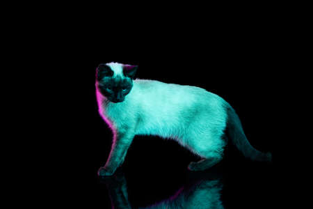 Full-length portrait of beautiful Thai cat with blue eyes posing isolated on dark background in neon light. Concept of domestic animal life, pets, actionの写真素材