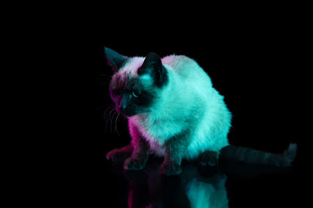 Full-length portrait of beautiful Thai cat with blue eyes posing isolated on dark background in neon light. Concept of domestic animal life, pets, actionの写真素材