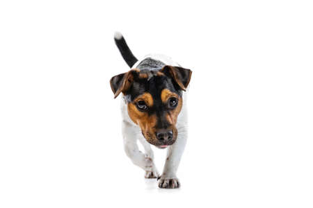 Studio shot of cute small dog, Jack Russell Terrier having fun, posing isolated on white background. Concept of motion, pets love, animal life.の写真素材