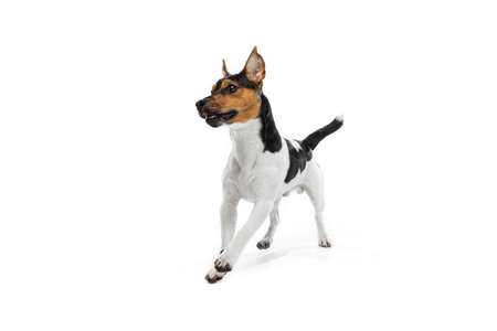 Studio shot of cute small dog, Jack Russell Terrier having fun isolated on white background. Concept...
