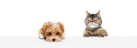 Portrait of beautiful cat and purebred dog isolated on white background. Concept of animal life, friendship, interplay concept. Collageの写真素材