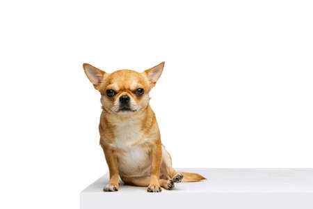 Portrait of cute little golden color chihuahua isolated on white studio background. Concept of animal life, breeds, vet and careの写真素材