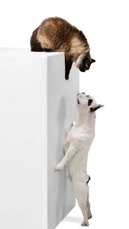 Portrait of beautiful cat and purebred dog isolated on white background. Concept of animal life,...