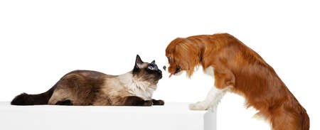 Portrait of beautiful cat and purebred dog isolated on white background. Animal life, friendship,...