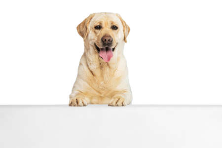 Half-length portrait of adorable Labrador Retriever, cute dog looking at camera isolated on white...