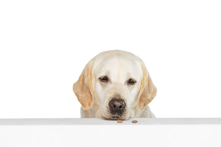 Half-length portrait of adorable Labrador Retriever, cute dog looking at camera isolated on white studio background. Concept of motion, action, pets love, dynamic.の写真素材