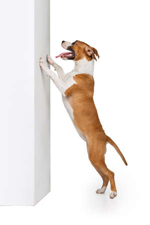 One Staffordshire terrier dog posing isolated on white studio background. Looks happy, delighted. Concept of motion, action, pets loveの写真素材