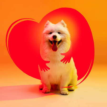 Contemporary art collage with beautiful cute dog that is hugged by drawn human hands against background of drawn heart. Love, care conceptの写真素材