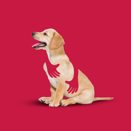 Contemporary art collage with beautiful cute puppy Labrador dog that is hugged by drawn human hands over red background. Animal, love, care conceptの写真素材