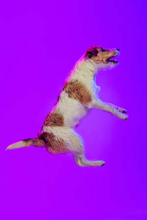 Studio shot of little dog, short-haired Jack russell terrier posing isolated on purple background in...