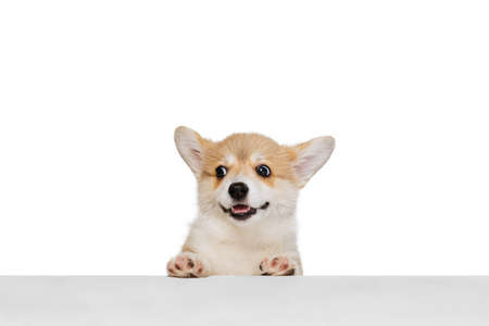 Studio shot of beautiful puppy of Welsh corgi dog isolated on white background. Concept of motion, pets love, animal life.の写真素材