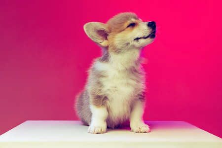 Funny fluffy puppy of Welsh corgi dog isolated on magenta color background. Concept of breed, show, pets love, animal life.の写真素材