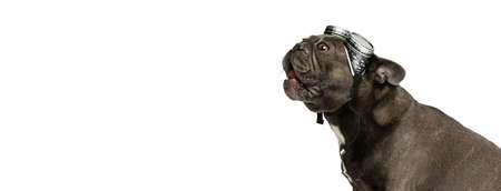 Flyer with portrait of funny dog, black color French bulldog in eyewear isolated over white...