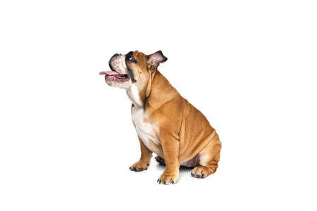 Portrait of beautiful purebred dog, bulldog puppy posing isolated on white studio background. Concept of animal, breed, vet, health and careの写真素材