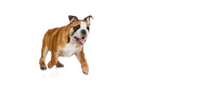 Flyer with cute puppy of bulldog dog posing isolated on white studio background. Concept of animal, breed, vet, health and careの写真素材