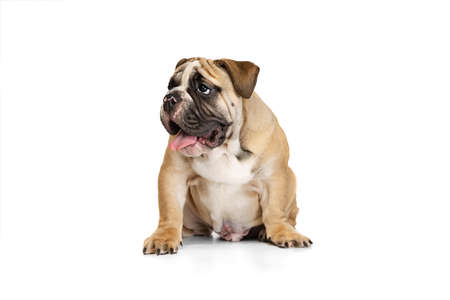 Portrait of beautiful purebred dog, bulldog puppy posing isolated on white studio background. Concept of animal, breed, vet, health and careの写真素材