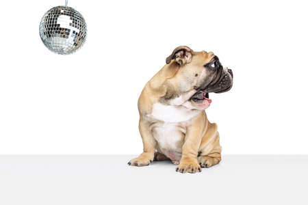 Cute purebred dog, bulldog posing isolated on white studio background. Concept of animal, breed, vet, health and careの写真素材