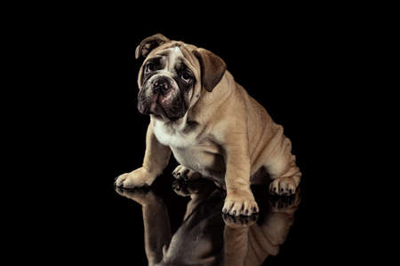 Serious sad adult dog, bulldog isolated over black studio background. Concept of motion, beauty, fashion, breeds, pets love, animalの写真素材