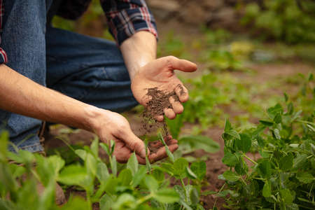 Agriculture corn. environmental protection. male farmers hand touches pouring plants low on black soil. Concept of field works, eco, nature, local farmの写真素材