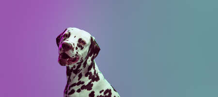 Charming doggy, young Dalmatian dog posing isolated over gradient green-purple studio background in neon light. Concept of breed, vet, beauty, animal haelth and life, care.の写真素材
