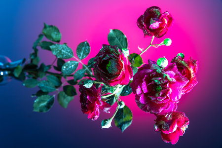 Different flowers, adorable floral composition isolated over blue background in pink neon light....