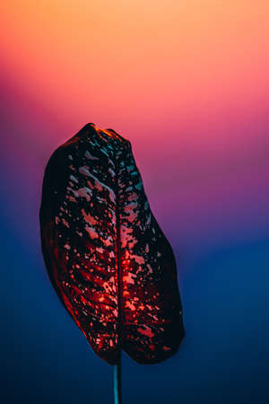 Closeup wide green leaf over dark blue and pink background in neon light. Concept of floristry,...