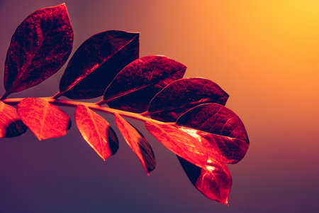 Closeup Zamioculcas branch over yellow-purple background in neon light. Concept of floristry,...