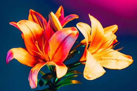 Big lily flowers, adorable floral composition isolated over dark blue background in pink neon light....