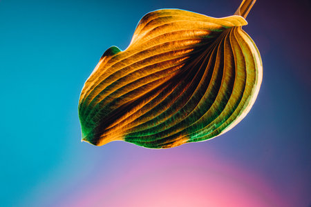 Closeup wide green leaf over light blue background in pink neon light. Concept of floristry, decorations, creativity, decor and adの写真素材