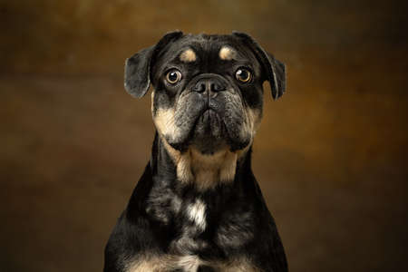 Closeup portrait of funny active pet, cute dog posing isolated over dark vintage background. Concept of motion, action, pets love, animal life.の写真素材