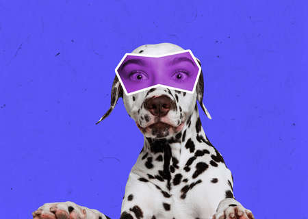 Creative collage with breed dog with female eyes expressing different emotions isolated over bright blue background. Magazine style. Animal look and modern lifestyleの写真素材