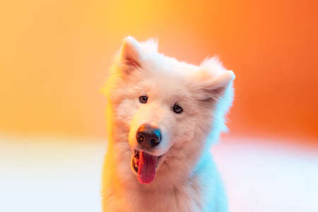 Half-length portrait of adorable cute white Samoyed dog posing isolated on orange color background in neon light. Concept of animal, pets, care, fashion, adの写真素材