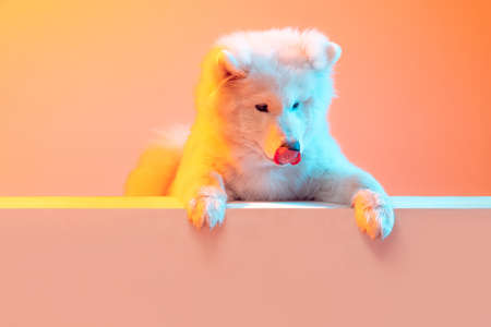 Half-length portrait of adorable cute white Samoyed dog posing isolated on orange color background in neon light. Concept of animal, pets, care, fashion, adの写真素材
