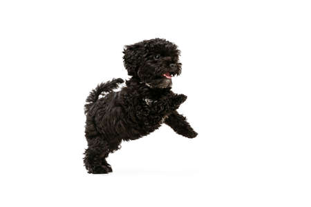 Portrait of fluffy curly black Maltipoo dog posing isolated over white background. Concept of...