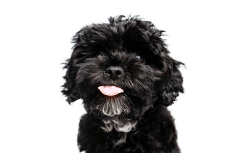 Closeup face of charming dog, fluffy curly black Maltipoo looking at camera isolated over white background. Concept of animal, care, vet, active lifestyleの写真素材