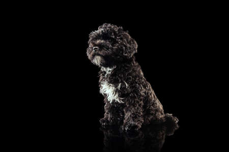 Portrait of cool purebred dog, fluffy curly black Maltipoo looking at camera isolated over dark background. Concept of animal, care, vet, active lifestyleの写真素材