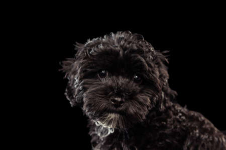 Portrait of cool purebred dog, fluffy curly black Maltipoo looking at camera isolated over dark background. Concept of animal, care, vet, active lifestyleの写真素材