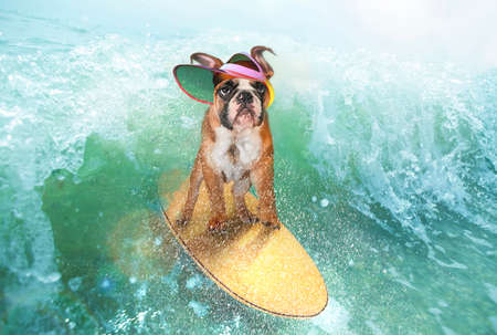 Collage with cute funny bulldog dog surfing on huge wave in ocean or sea on summer vacation over blue-white background. Concept of hobbies, animal, adventuresの写真素材