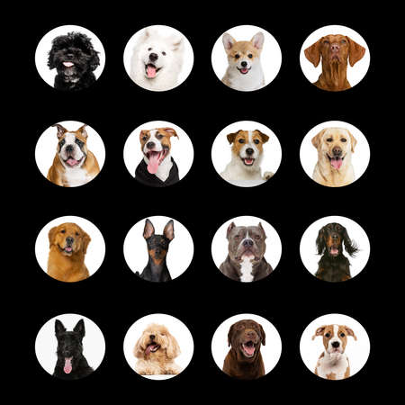 Photo set with different dogs portraits. Beautiful and purebred animals. Concept of beauty, breed, pets, animal life.の写真素材