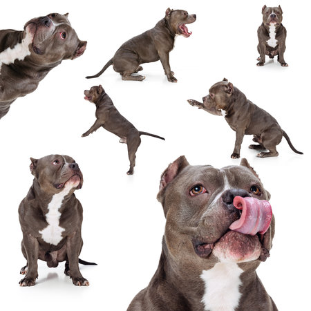 Set of images of chocolate color dog, american bulldog isolated over white studio background. Concept of motion, beauty, fashion, breeds, pets love, animalの写真素材