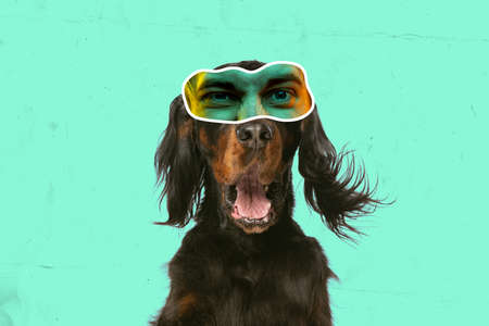 Contemporary art collage with breed dog with human eyes expressing different emotions isolated over...